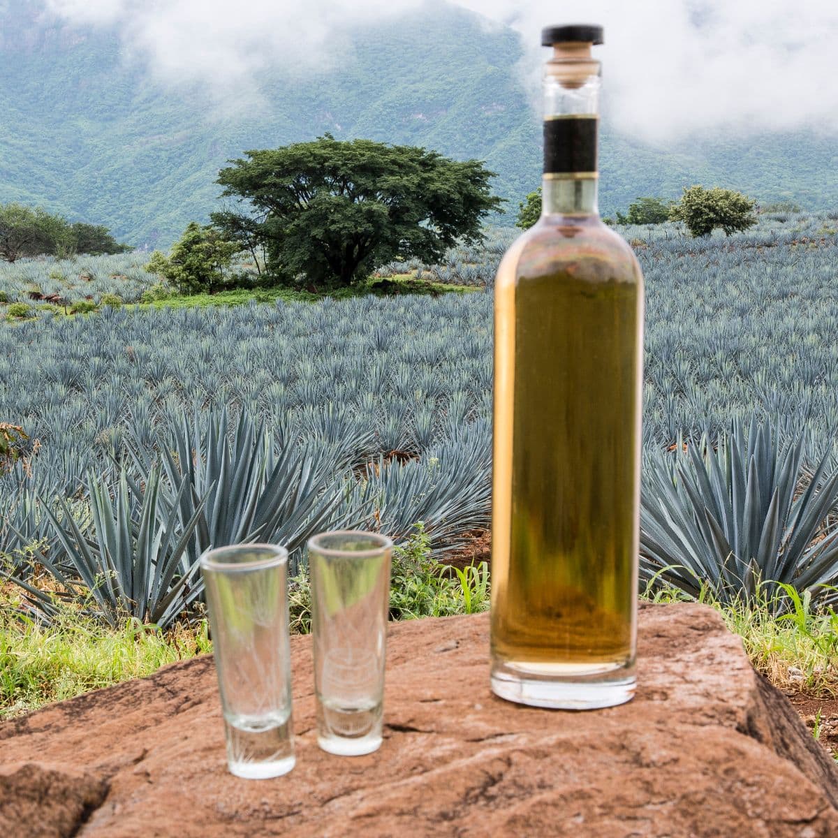 how is tequila made