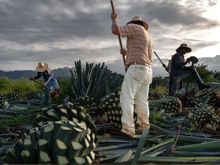 Tequila Production Process What is Tequila?